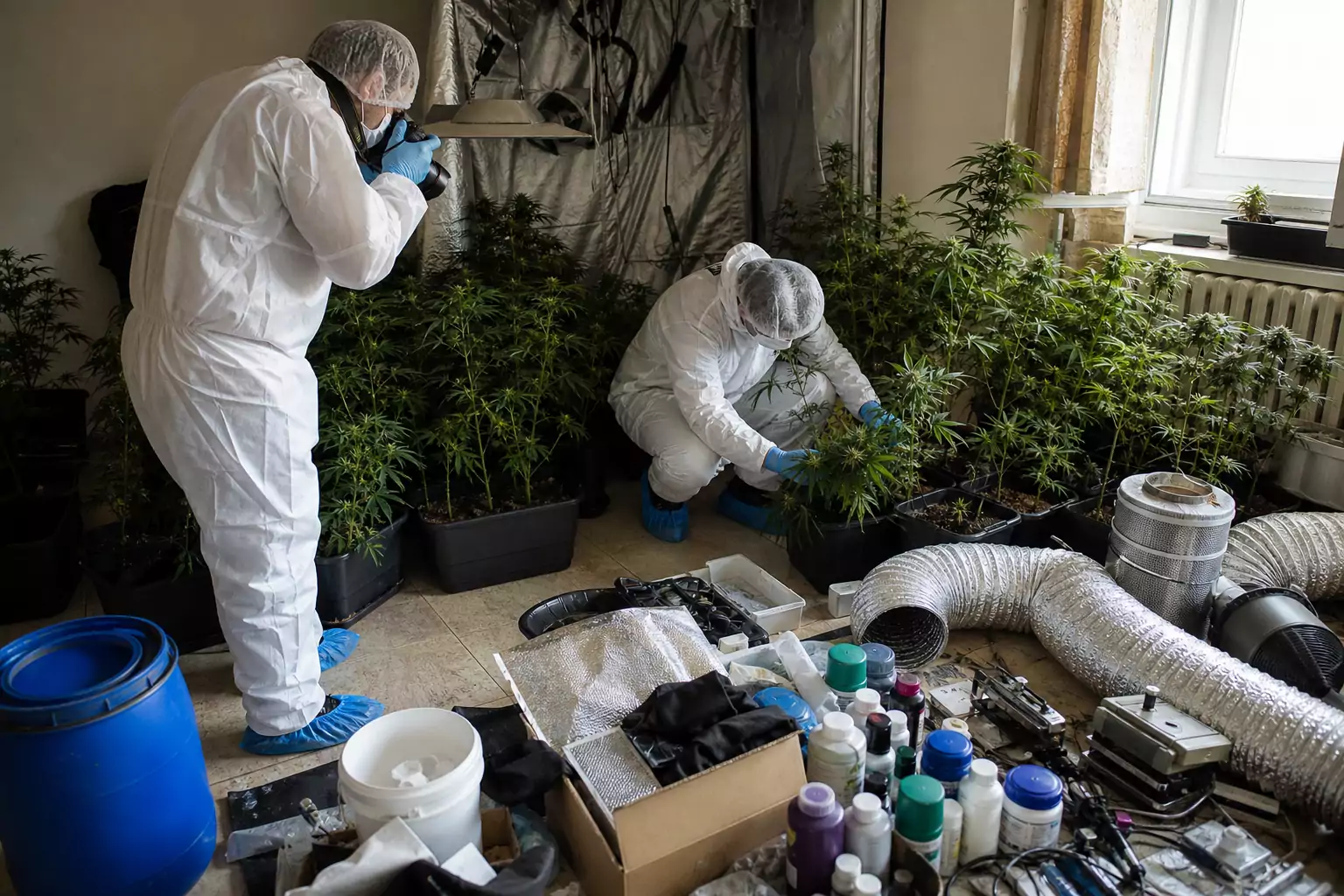 26 élő kannabisztövet találtak egy majsi ingatlanban