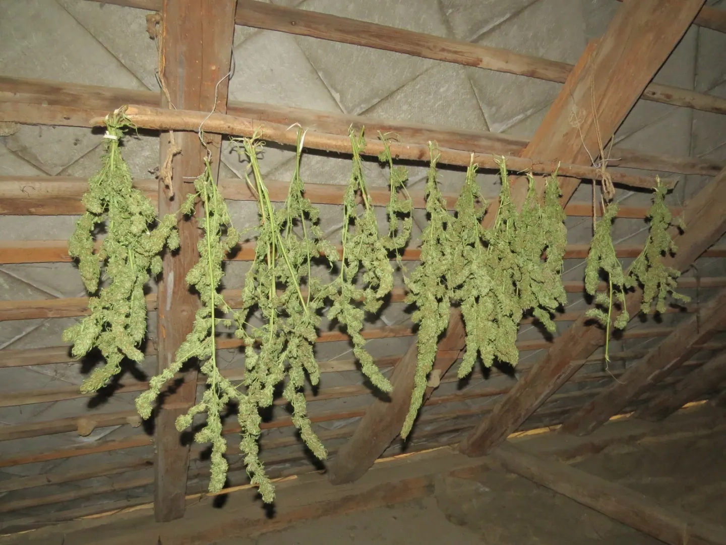 Drónnal találták meg a fák mögé rejtett kannabiszültetvényt Somogyban