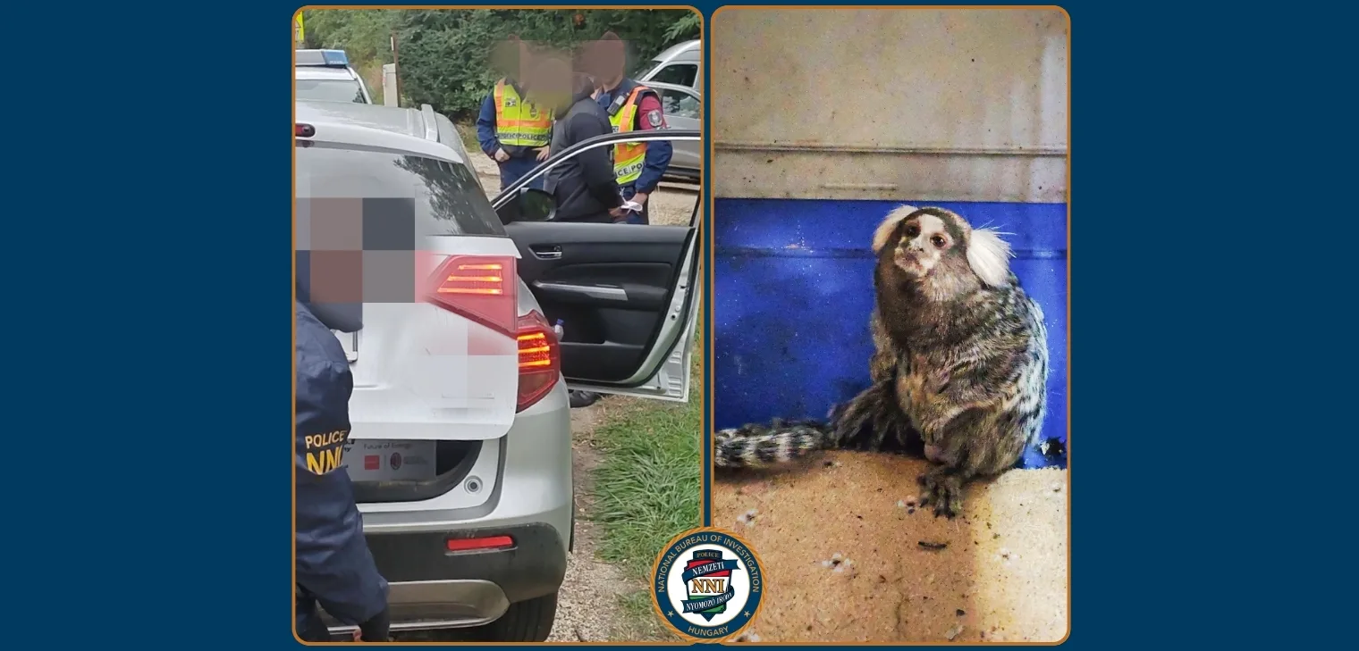 Újabb egzotikus állatot találtak a tigriskölyök ügyében érintett férfinál