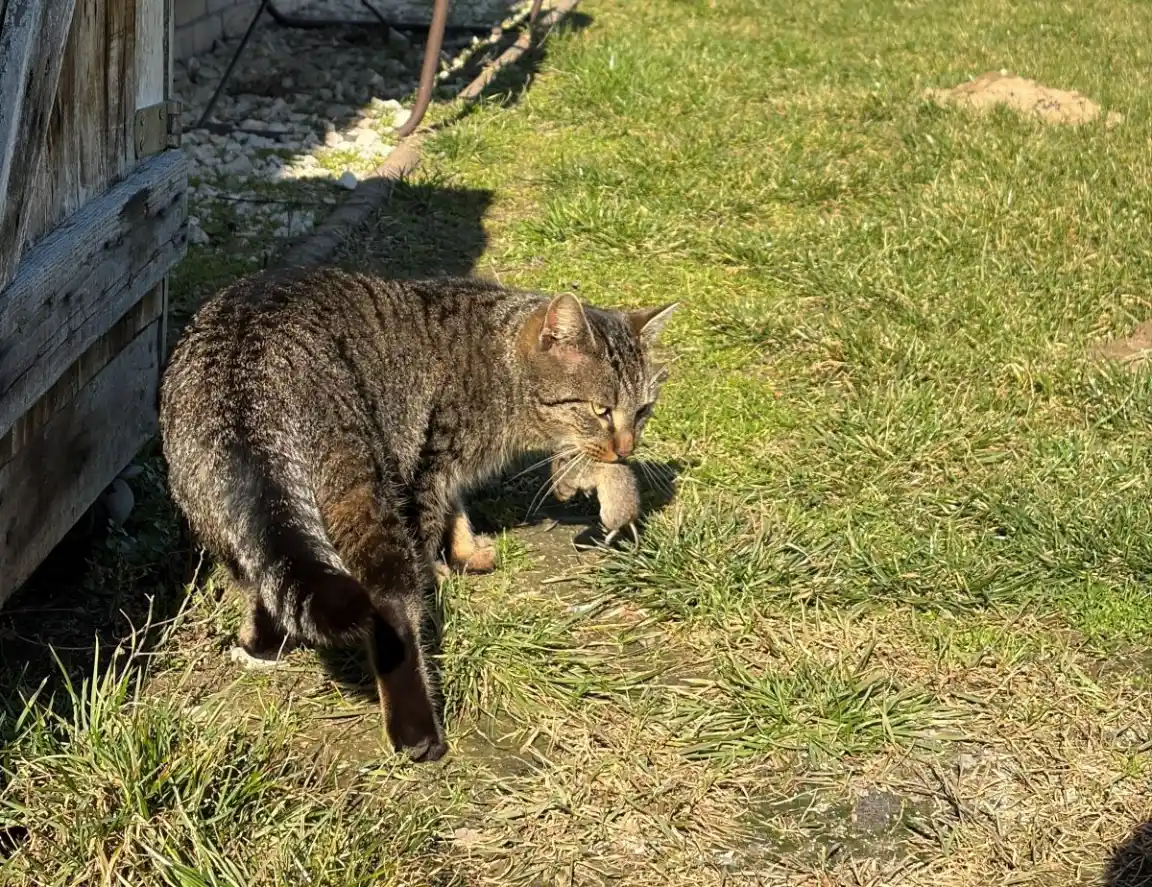 Mit hozott a macska? Segítsen a kutatóknak kideríteni!